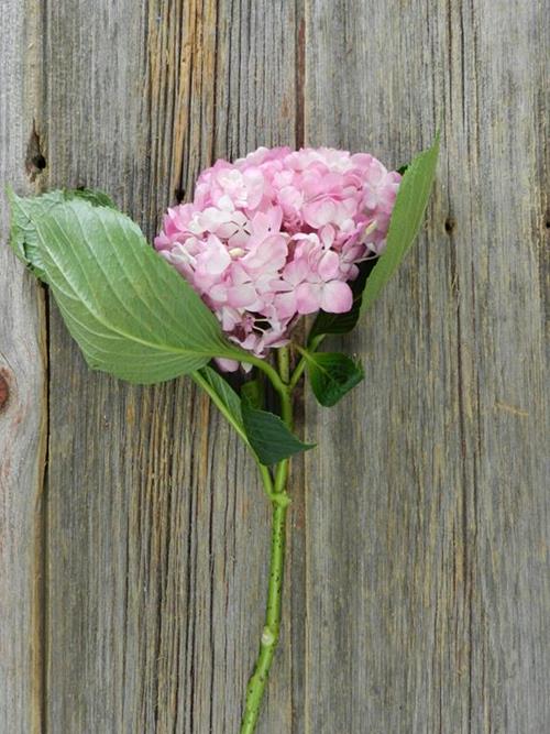 MAGIC PINK PINK HYDRANGEA